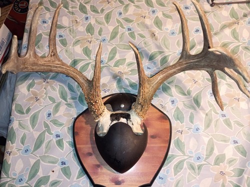 Deer antlers mount nice - nice, 12