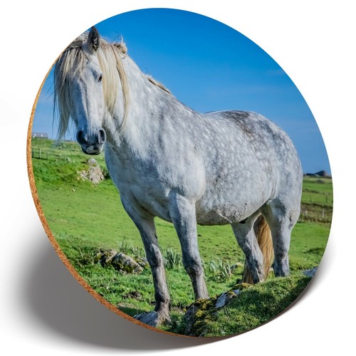 Highland pony scotland - 1,