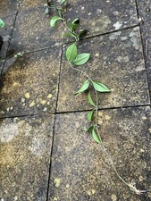 Hoya carnosa (Wax plant)