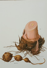 Vintage 1975 Ground Nut Taro