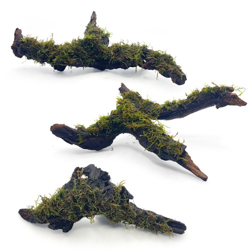 Medium java moss driftwood - moss, on