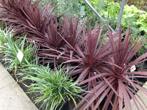 Cordyline australis purpurea - australis,