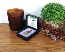 100% Genuine Spinosaurus Tooth Fossil 35-40mm Morocco in Presentation Box