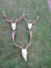 3 X  Fallow Deer Antlers
