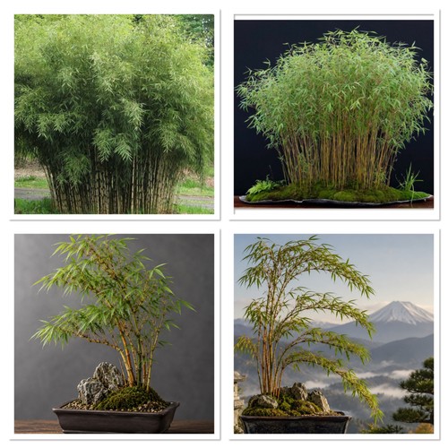 Fargesia rufa hardy - fargesia,