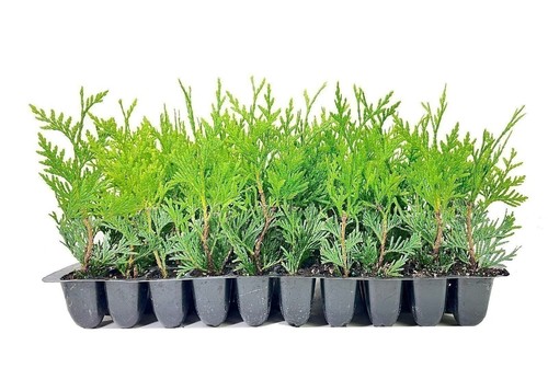 Thuja green giant - thuja, 2