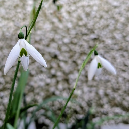 Galanthus fly fishing - galanthus, 'fly