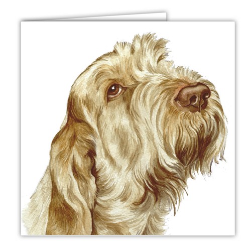 Italian spinone greetings card - spinone,