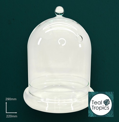 Clear terrarium glass jar - ,