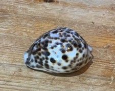 Cowrie Tiger Large 7cm