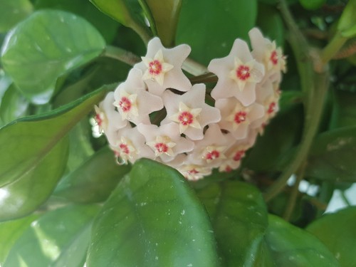 Hoya carnosa wax - ", plant