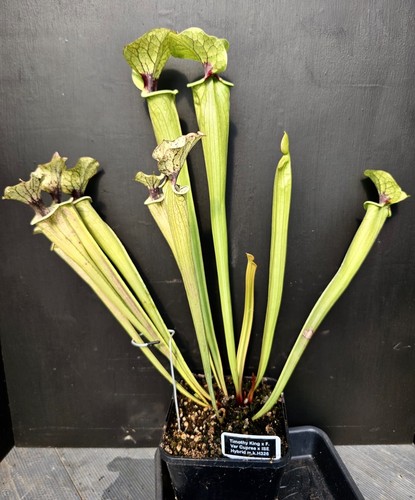 Sarracenia timothy king - king, x