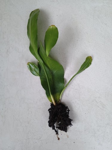 Epiphyllum orchid queen - 'queen, of