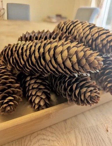 Norway spruce large fir - 10,