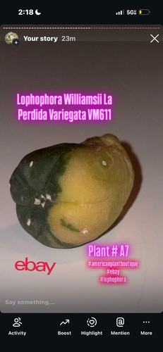 Aztekium ariocarpus - aztekium,