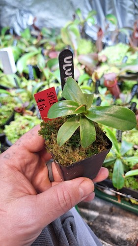 Nepenthes ulukaliana - nepenthes,