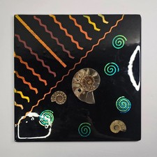 Ammonite Fossil Wall Art Fused