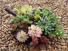 Succulent Collection - 10 x