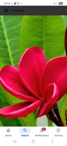 PLUMERIA