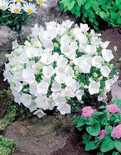 Campanula carpatica white - campanula,