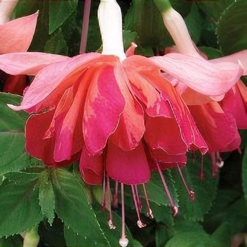 Giant trailing fuchsia - giant,