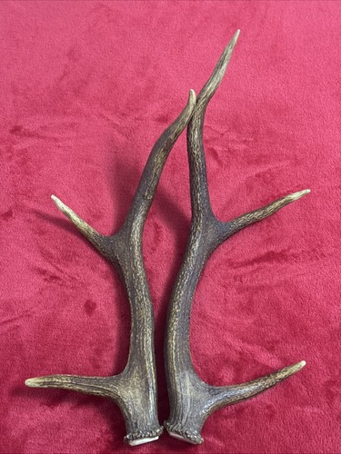 Pair red deer antlers - pair, of