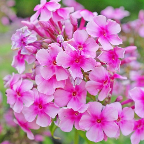 Phlox paniculata pink eye - pink,