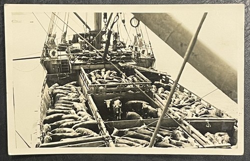 Rppc cattle transportation - transportation, by