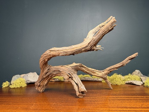 Large manzanita - large, 18”