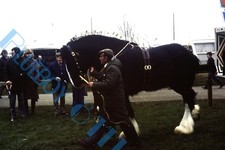  Brewery Dray Horse parade