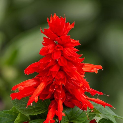 Salvia red bedding plants - plants, 6