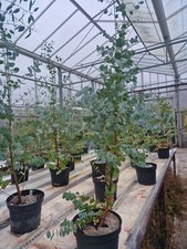 Eucalyptus urnigera, Urn Gum