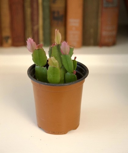 Christmas cactus fuchsia - christmas,