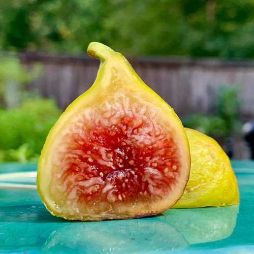 Fig plant strawberry verte - fig,