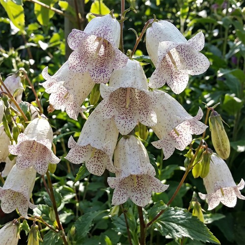 Campanula bellflower milky - bellflower, way