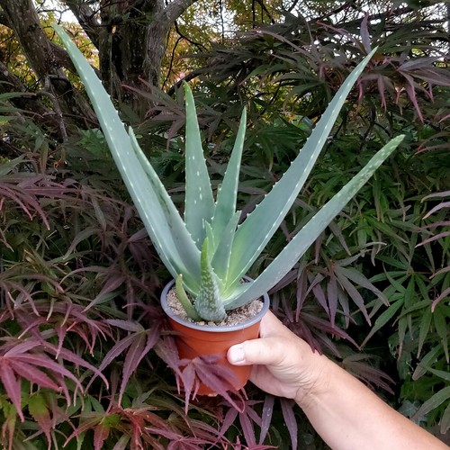 Large aloe vera succulent - large,
