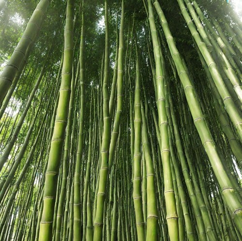 100 giant green bamboo seeds - 100+,