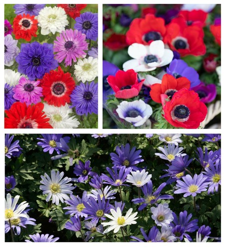 Anemone collection bulbs - 60,