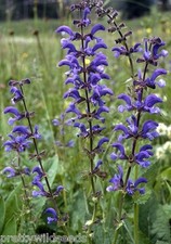 Meadow Clary Seeds Salvia
