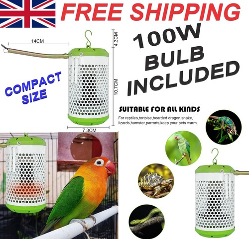 Parrot bird pet reptile heat - pet,