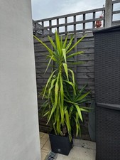 Mature Yucca Gigantea plants