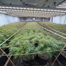 Spider 6500W Commeria LED Grow Lights w/Samsung LM281B Full Spectrum Indoor Grow