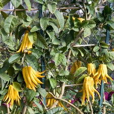 Citrus Tree Buddha's Hand