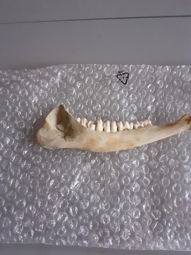 Deer fallow munjakjawbone - deer, /fallow/munjakjawbone