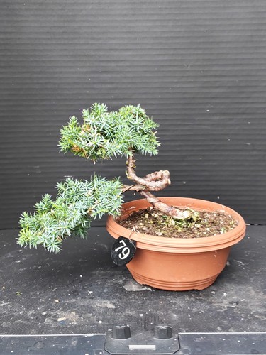 Juniper bonsai tree - bonsai,