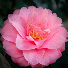 Camellia japonica 2 x Spring