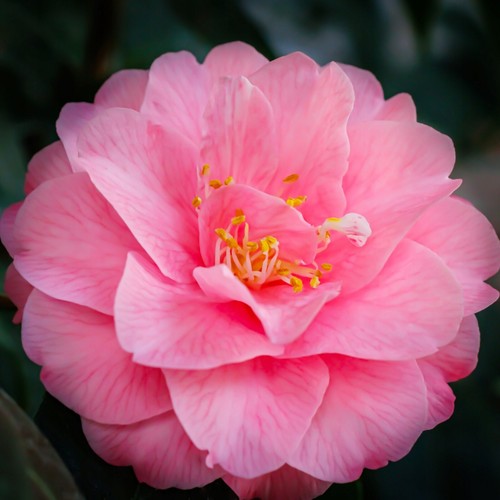 Camellia japonica spring - x,