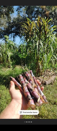Napier grass cuttings free - grass,