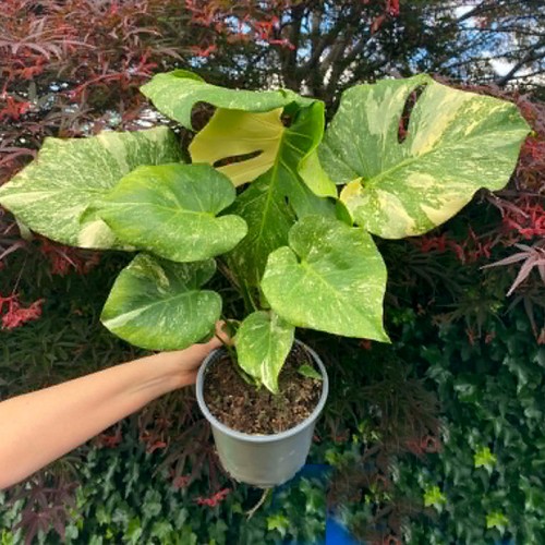 Large monstera thai - large,
