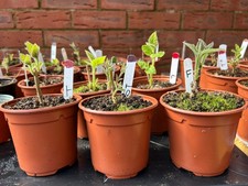 Paulownia Tomentosa Foxglove